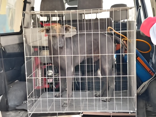 ALCE Perú🐸🐶🐱🐰🐯🐣🐮🐷🐳🐵🐢 tweet media