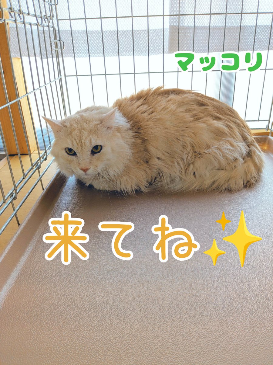uZ9FmbaXI5EF2JY's tweet photo. 明日、3月8日(日)は里親会です😸✨

ずっとのお家を探っているねこ達が会場で待っています🏬🐈‍⬛🐈💕
個性豊かで可愛い子たちにぜひ会いに来て下さい😸💓😊

#四日市にゃんこレスキュー愛の手
#にゃんこハウス海山道
#ねこ
#猫
#保護猫
#里親会
#譲渡会
#里親募集
#三重県 https://t.co/dEg3i8FuA2