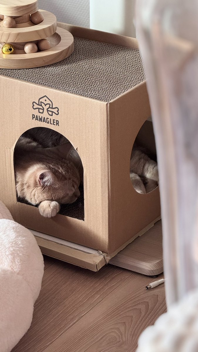 AmamiyaMaako tweet media