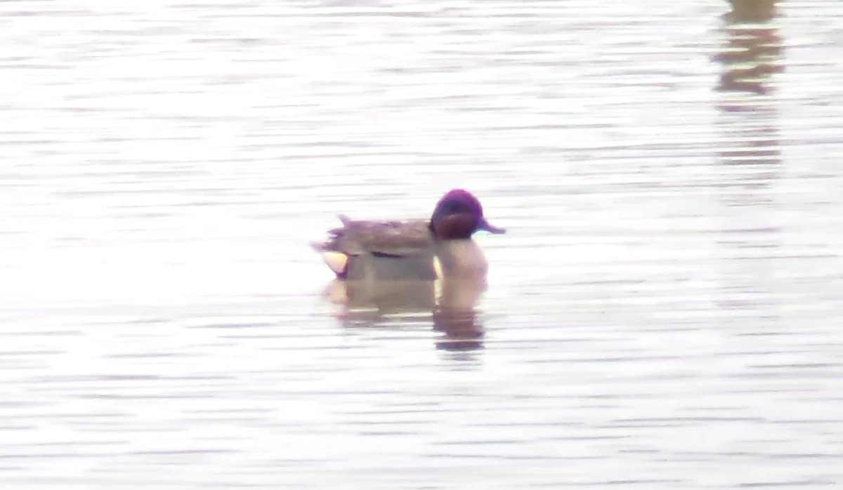 Daniel Langston tweet media