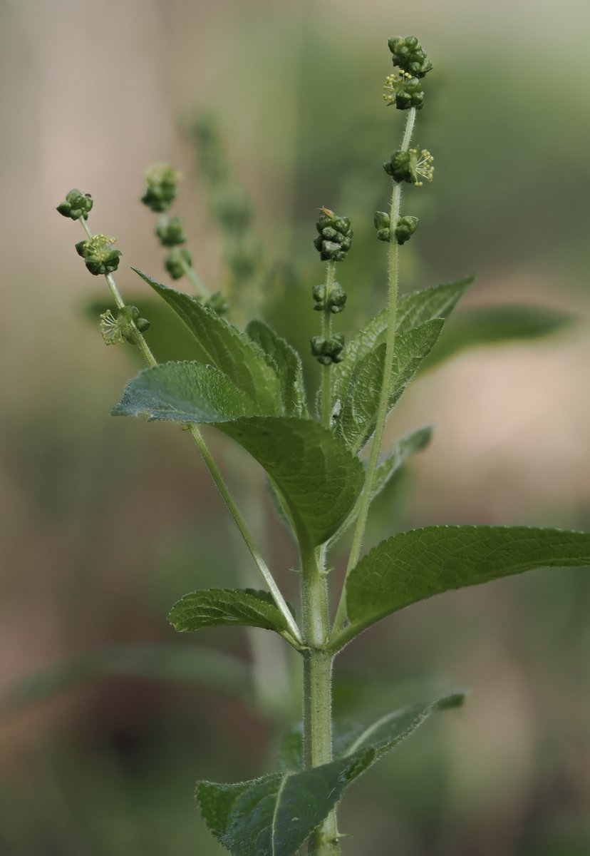 National Plant Monitoring Scheme tweet media