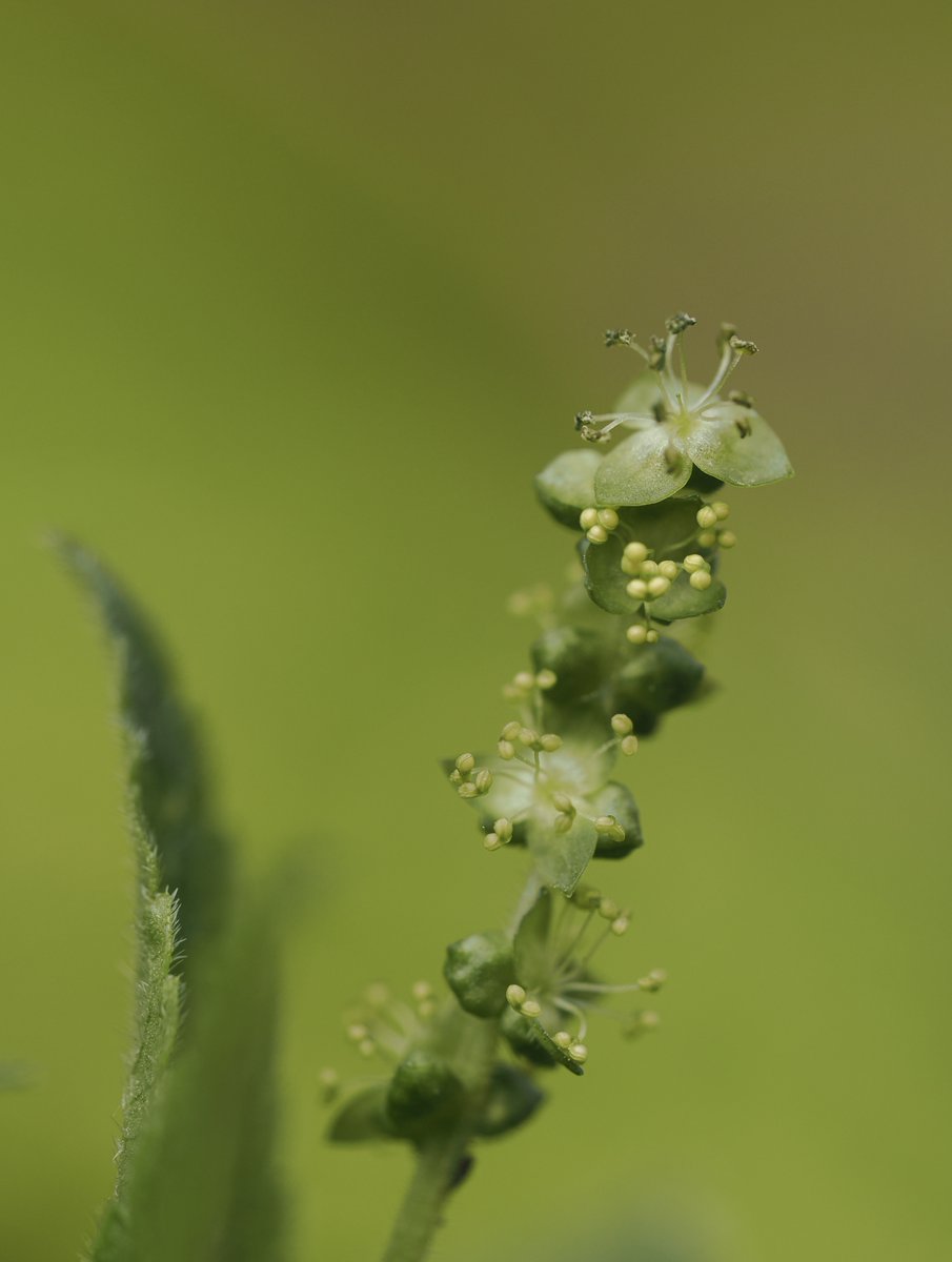 National Plant Monitoring Scheme tweet media