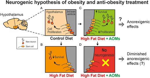 Obesity and Endocrinology tweet media
