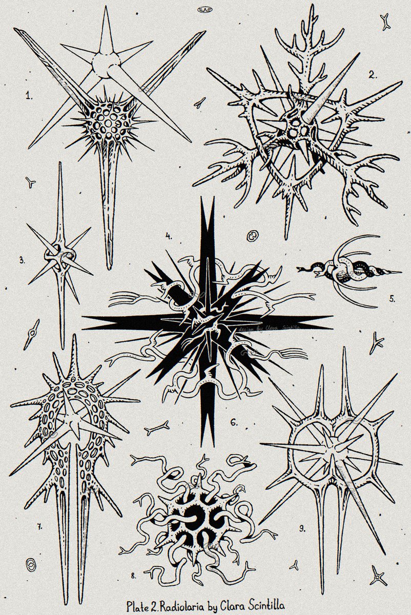 Plate 2. Radiolaria