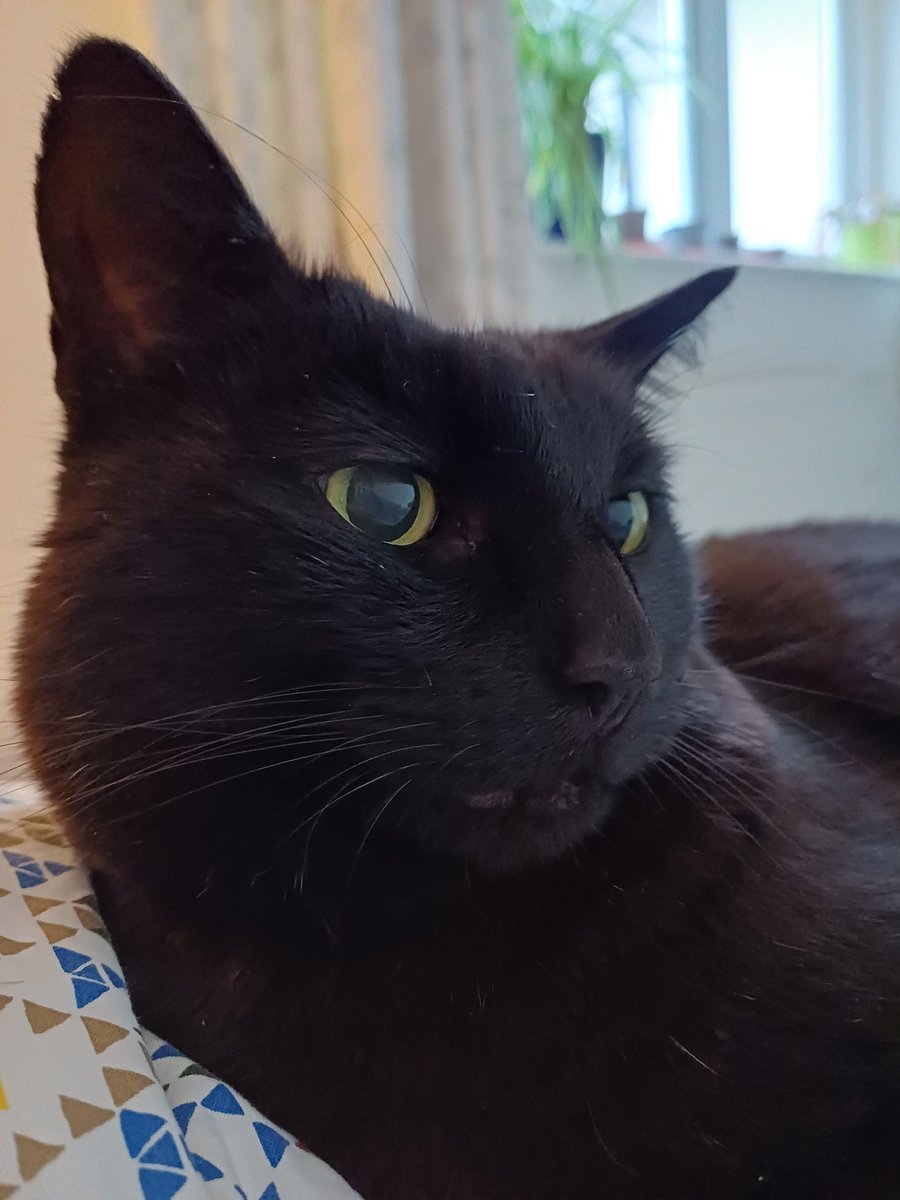 Lisa J Allen tweet media