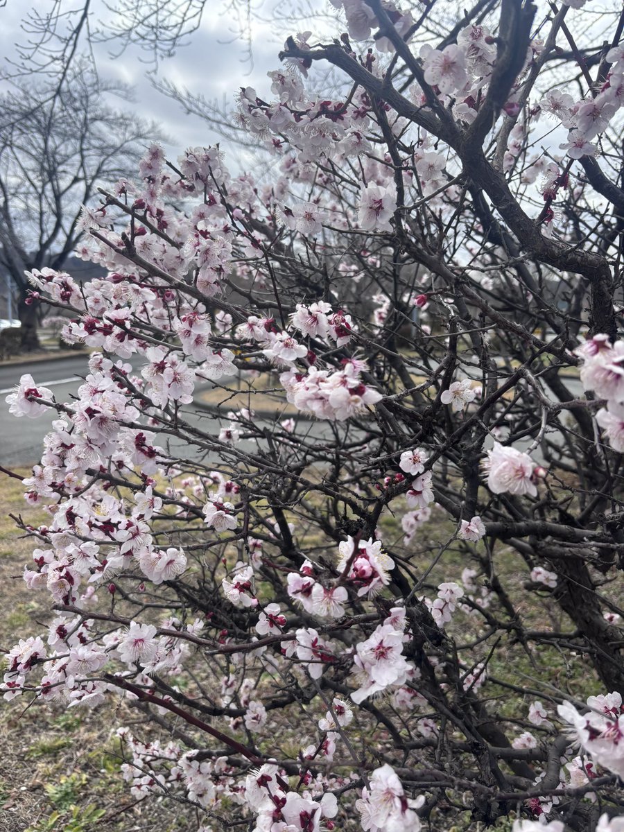hanno_ds's tweet photo. コースの梅の花がきれいに咲いています。
今月中には、同じくコースの桜が咲くと思います。楽しみですね！ https://t.co/4Pq2yhtdh8