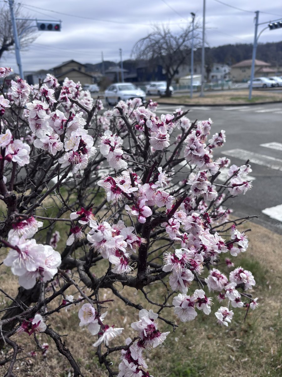 hanno_ds's tweet photo. コースの梅の花がきれいに咲いています。
今月中には、同じくコースの桜が咲くと思います。楽しみですね！ https://t.co/4Pq2yhtdh8