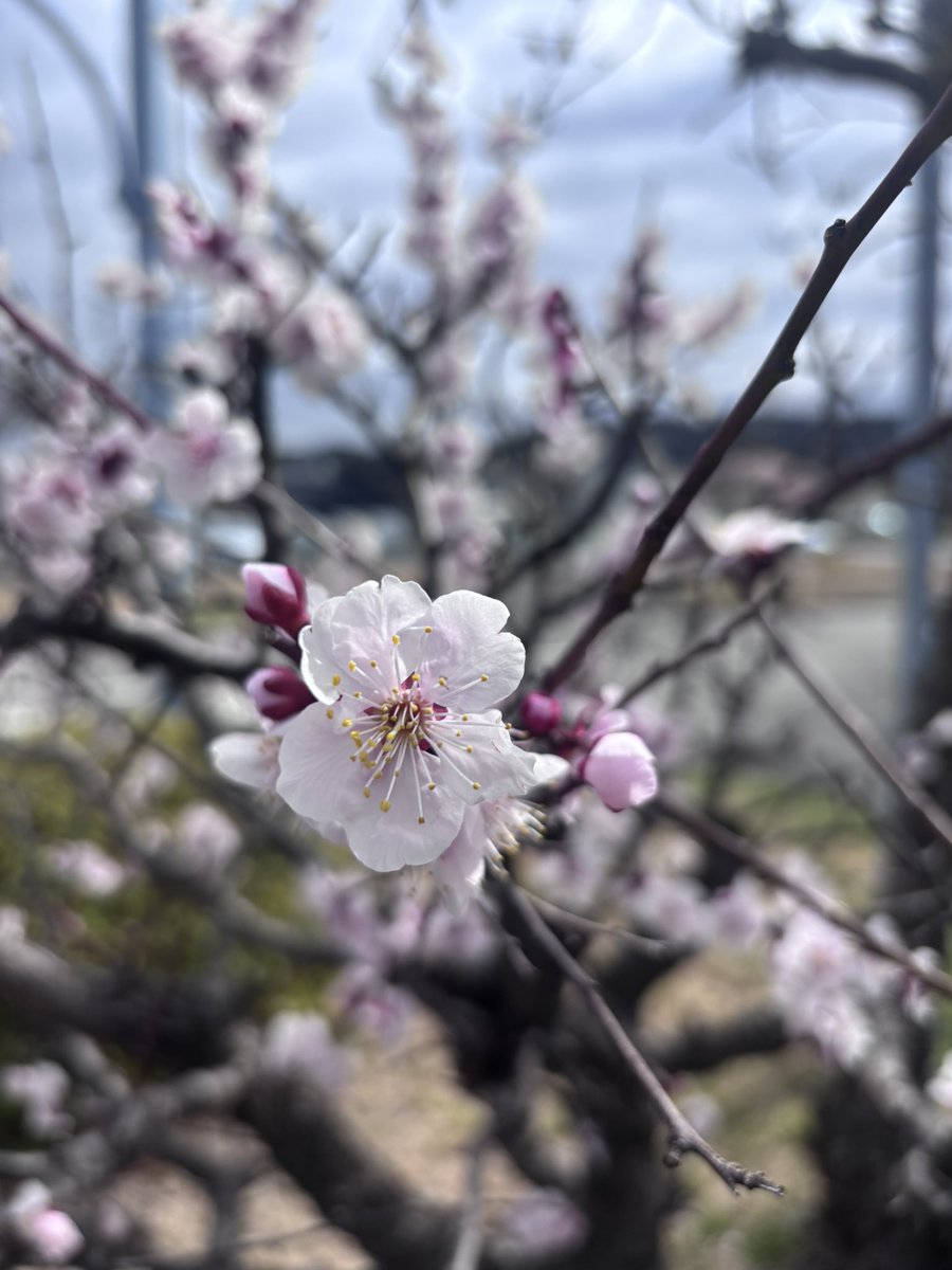 hanno_ds's tweet photo. コースの梅の花がきれいに咲いています。
今月中には、同じくコースの桜が咲くと思います。楽しみですね！ https://t.co/4Pq2yhtdh8