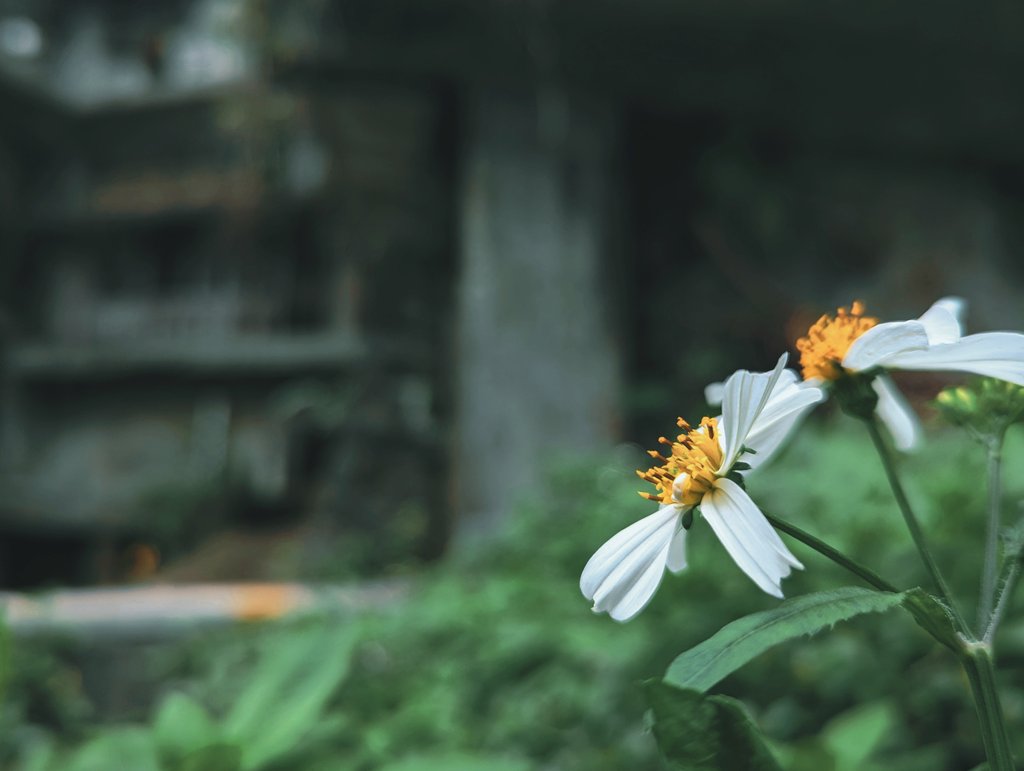 GUSA💮 tweet media