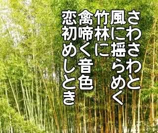 TobiuoTobi's tweet photo. ＃さわさわと風に揺らめく竹林に禽啼く音色恋初めしとき
#短歌 　＃三十一文字
＃欣哉 https://t.co/qETpAzcnYh