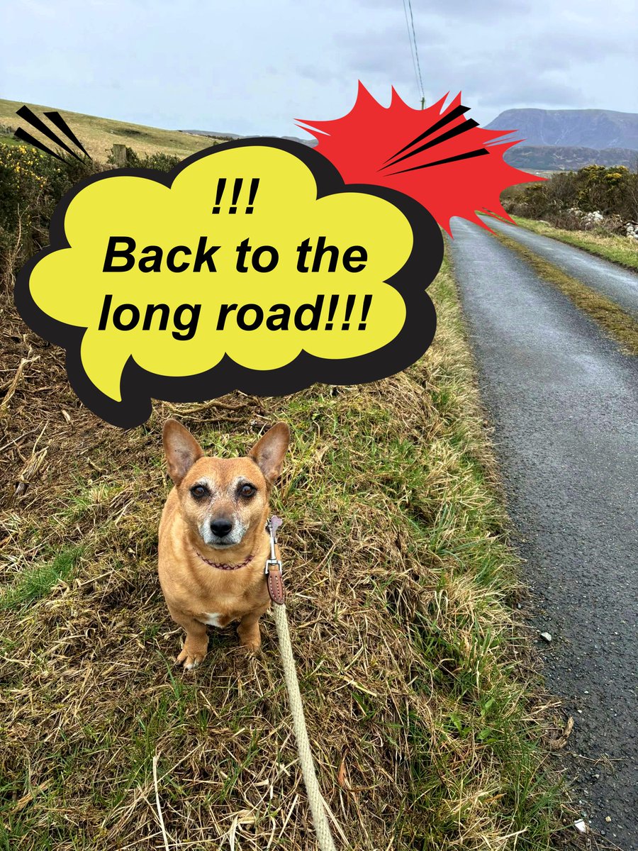 welovedonegal's tweet image. #RubyBeag #dogs #Donegal .