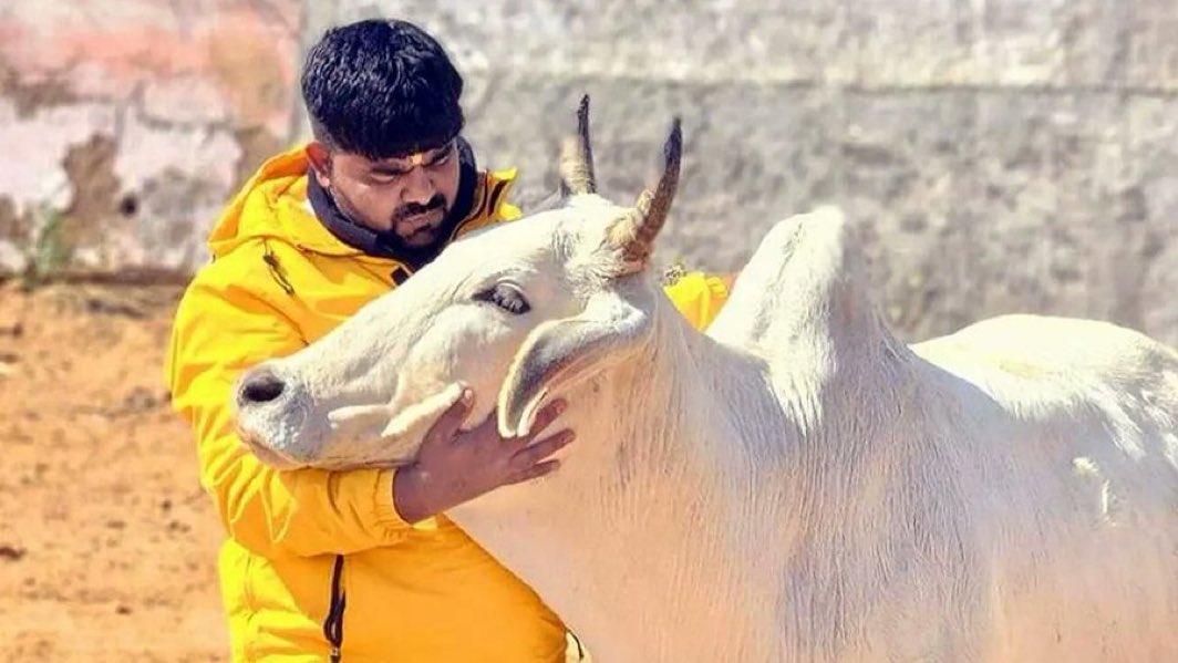 bihar_son's tweet photo. गाय की रक्षा करने वाले सनातनियों को जेल भोगना पड़ता है और गाय को रोटी के साथ खाने वाले ऐश करते हुए सनातन के खिलाफ निर्भय होकर भौंकते रहते हैं :-#DurgeshJha 
#MonuManesar #CowProtector https://t.co/ZxE2bYLLGB