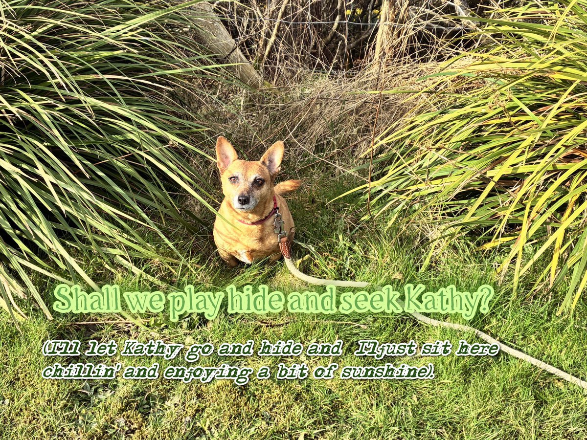 welovedonegal's tweet image. #RubyBeag #dogs #Donegal .