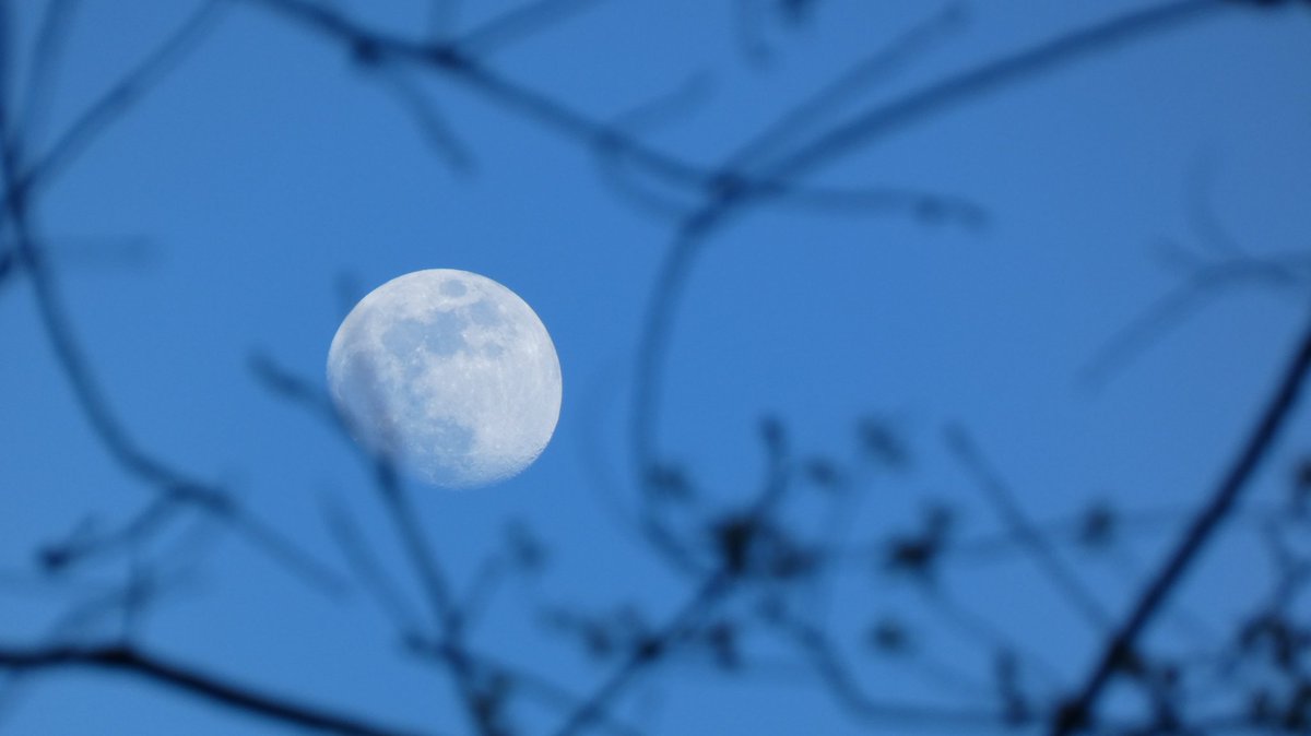 Y la luna va floreciendo....