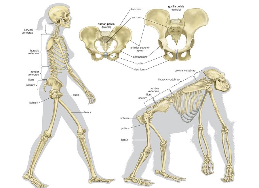@DancyG0 @iltaen It should come from the same place human tails used to ...