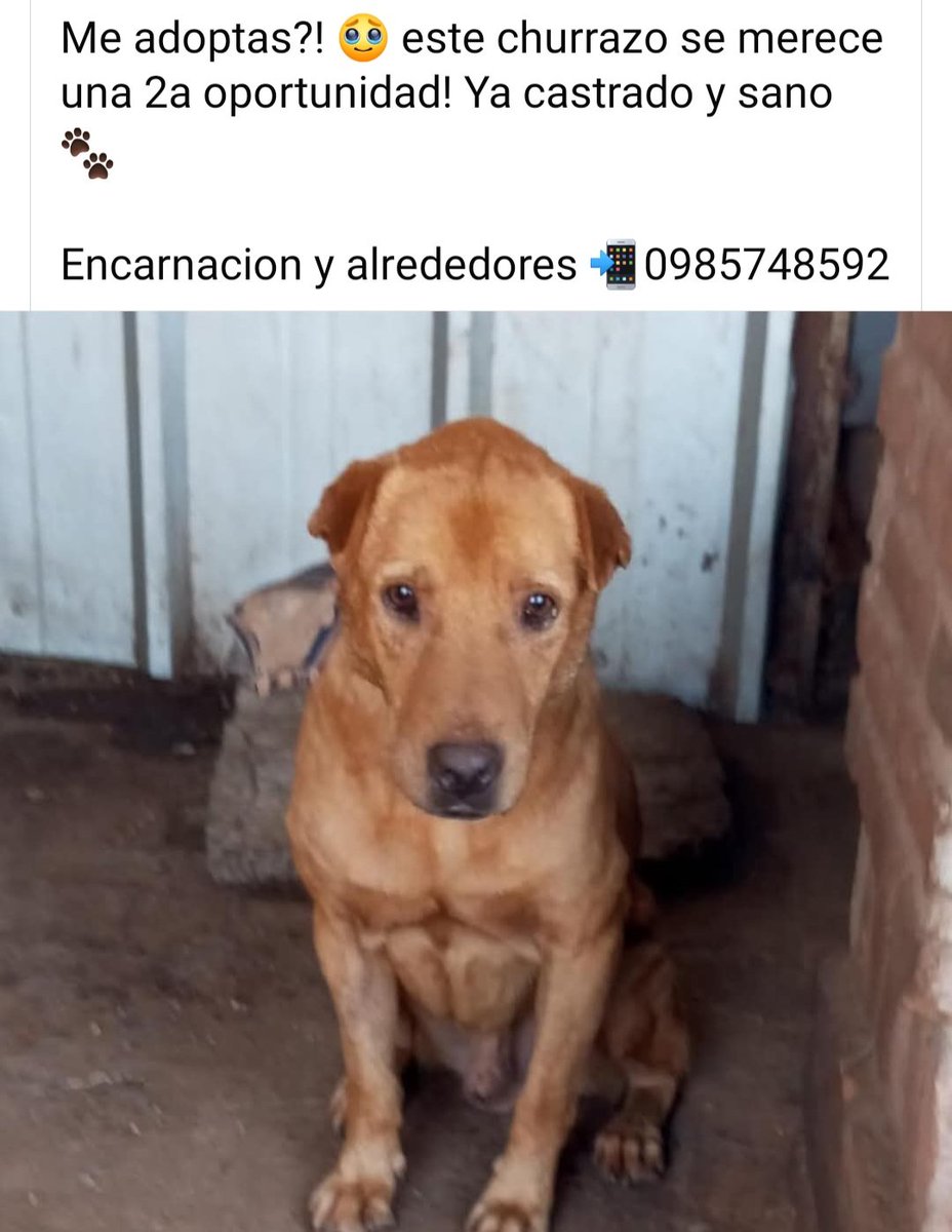 #AdoptaNoCompres!!❤️🩷💪💪
Este churro busca Hogar amoroso en Encarnacion/ alrededores...Sano y ya castrado!! Cel 0985 748592
<a href="/MarcoHuellasPy/">Marcando Huellas</a> <a href="/Ayudandopeludos/">Ayudando Peludos</a> <a href="/EncarnacionPy/">Encarnación</a>