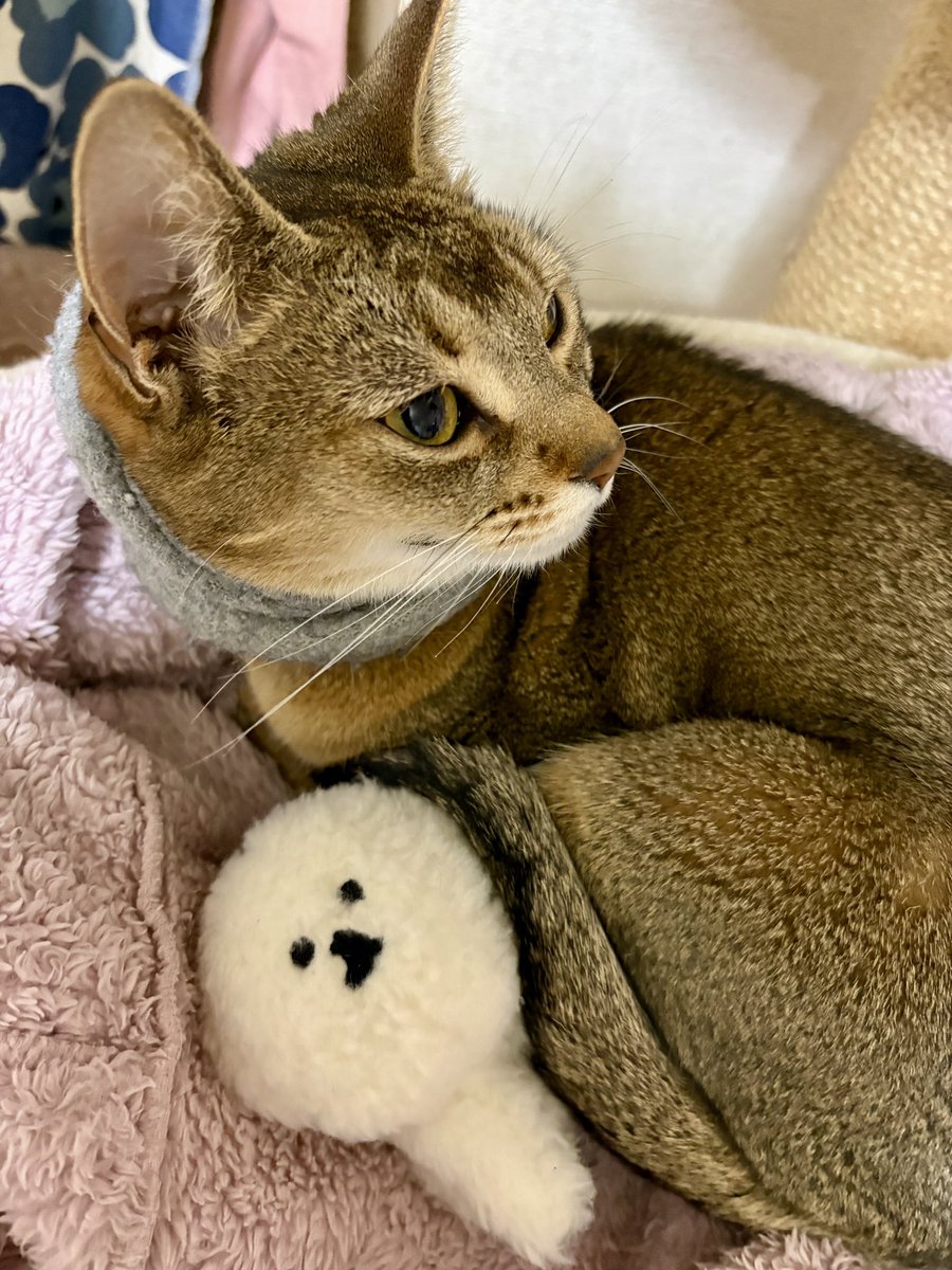 chiikumako's tweet photo. ねんね🐱🩷
#ぬいぐるみ
#MANBO
#アビシニアンルディ
#添い寝 https://t.co/5mhQjoXrIH