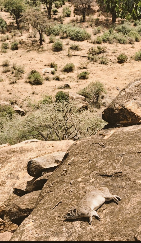 Here's to hoping my karma includes rebirth as a rock hyrax in this dry country realm.