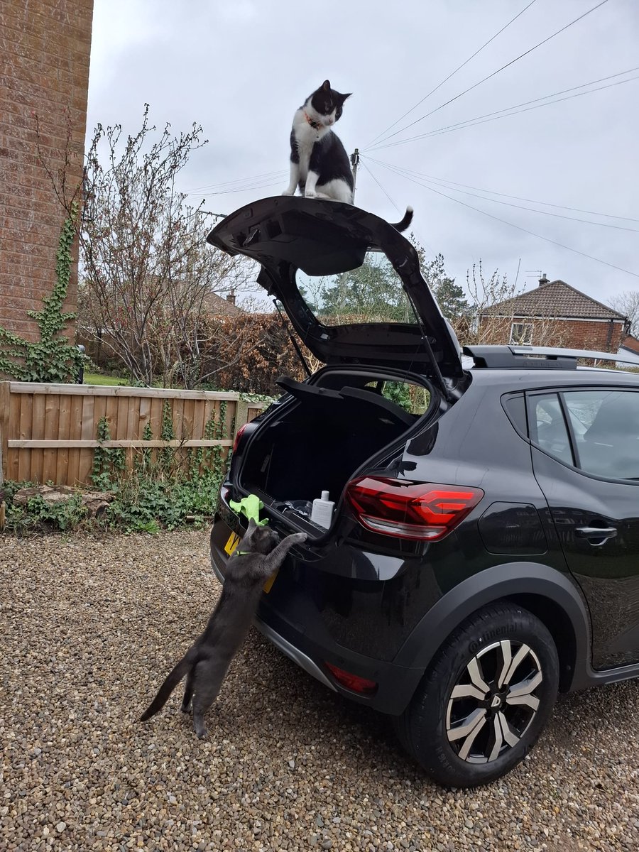 Angus and Smelly Brother Dougie #SBD tweet media