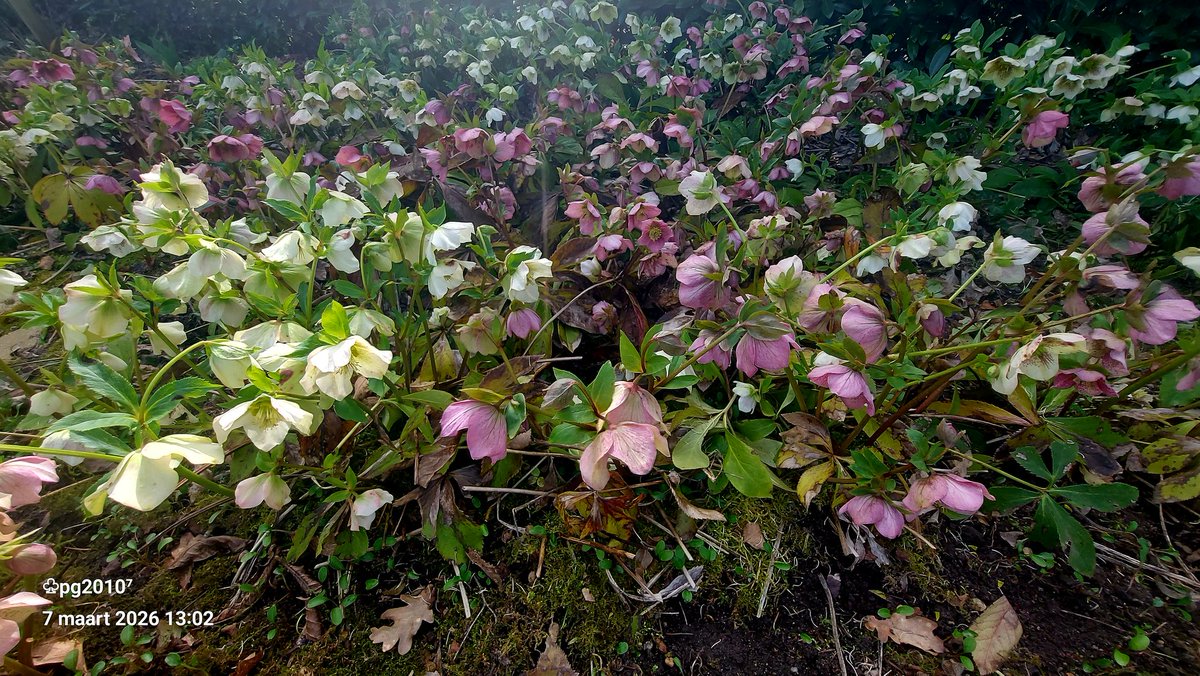 Pieterman tweet media