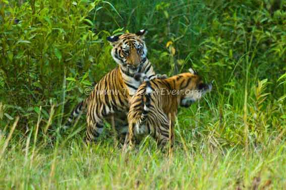 Tigers4Ever2010's tweet photo. #Sunday wouldn't be a proper #SundayFunday without wild #Tigers at play, would it? https://t.co/rvgUQftLnA