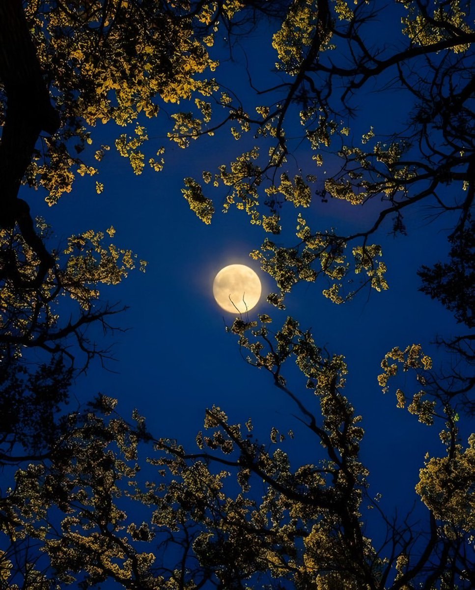 blossom. tweet media