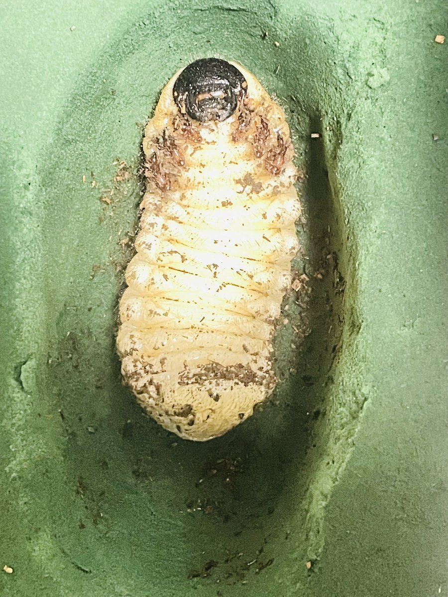 ネプチューン♀前蛹なりました
#ネプチューンオオカブト