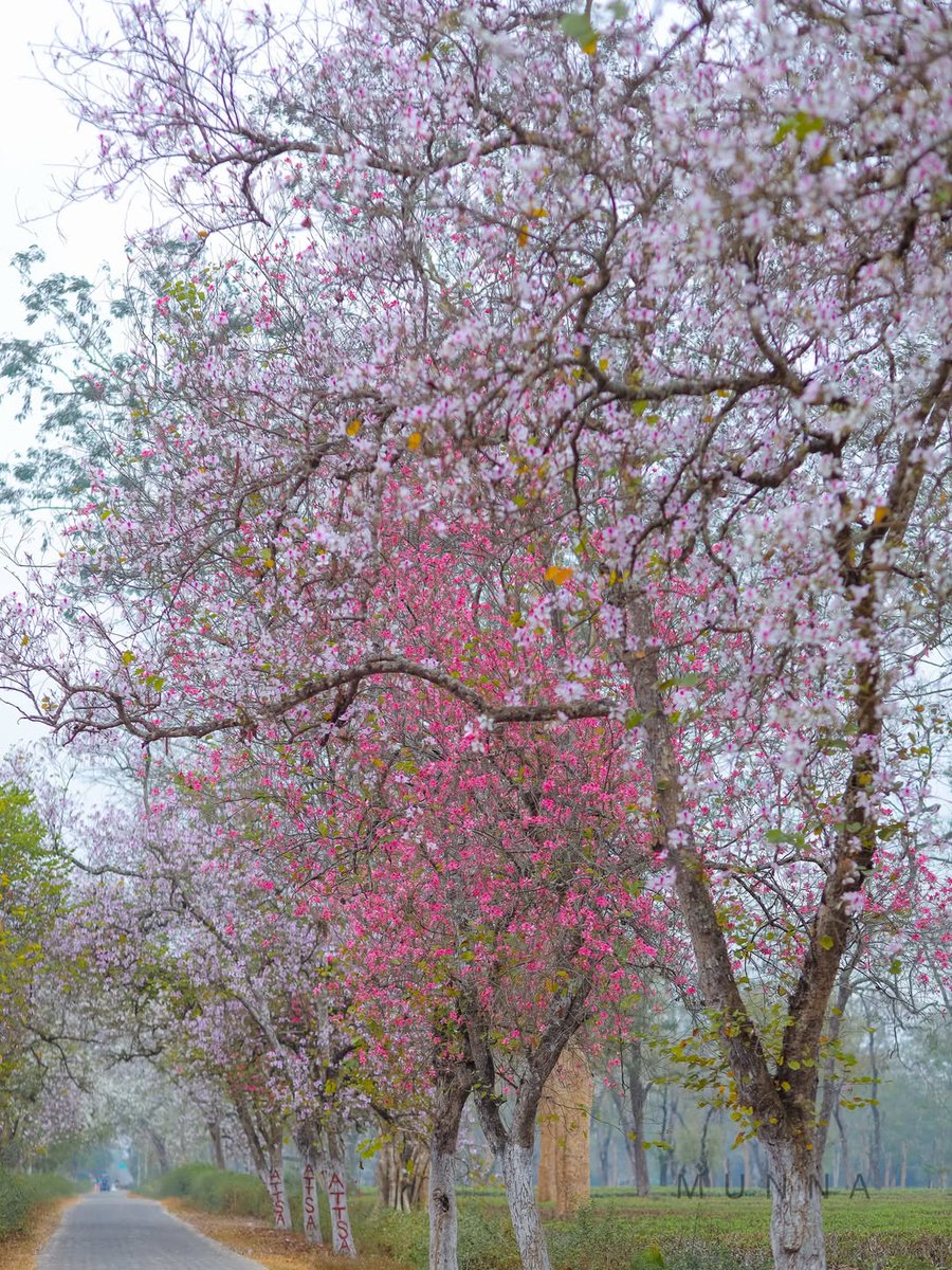 himantabiswa's tweet photo. Japan vibes? But, This is Assam🌸

Those cherry-blossom feels are right here in the tea gardens of Moran, where spring transforms our estates into a picture-perfect frame.

Explore the stunning side of Assam’s tea tourism that feels global yet remains proudly local. https://t.co/7gf3ivcV2g