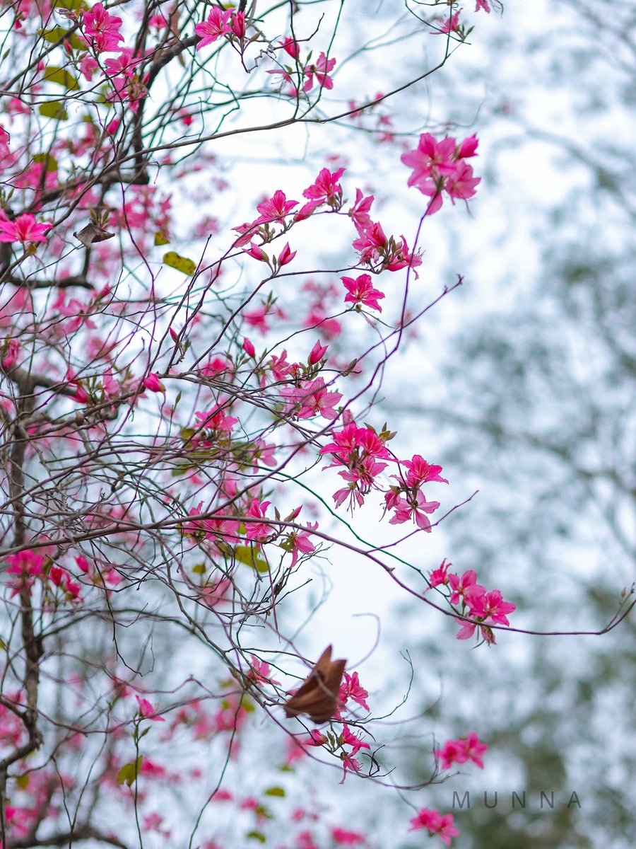 himantabiswa's tweet photo. Japan vibes? But, This is Assam🌸

Those cherry-blossom feels are right here in the tea gardens of Moran, where spring transforms our estates into a picture-perfect frame.

Explore the stunning side of Assam’s tea tourism that feels global yet remains proudly local. https://t.co/7gf3ivcV2g