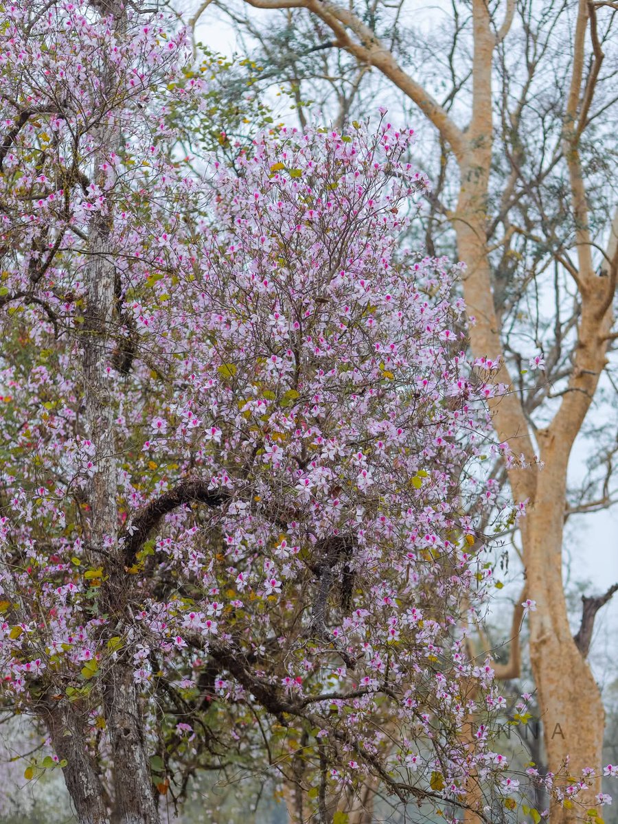 himantabiswa's tweet photo. Japan vibes? But, This is Assam🌸

Those cherry-blossom feels are right here in the tea gardens of Moran, where spring transforms our estates into a picture-perfect frame.

Explore the stunning side of Assam’s tea tourism that feels global yet remains proudly local. https://t.co/7gf3ivcV2g