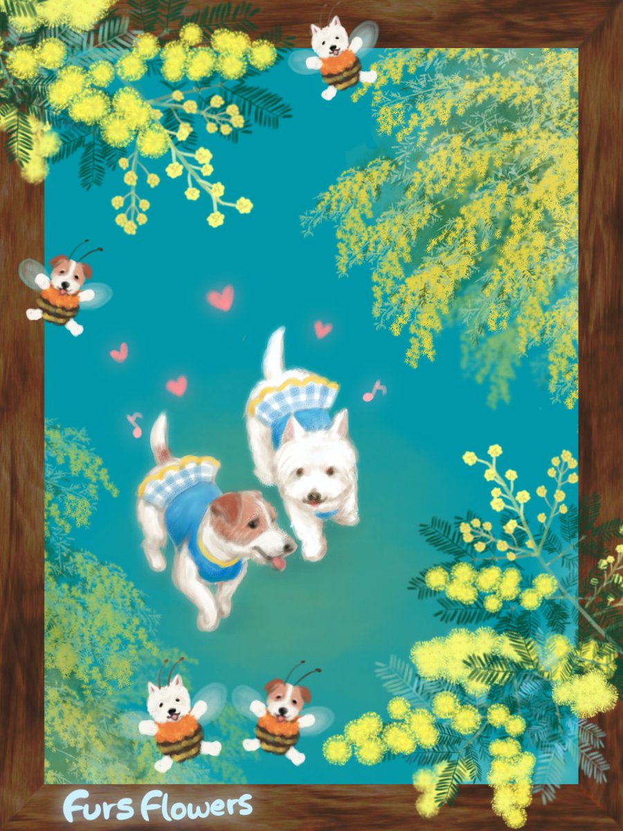 fursflowers's tweet photo. 本日はミモザの日🌼🌼

ジャックラッセル🐶ウエスティ🐻‍❄️ https://t.co/nx6Rj6Qz1v