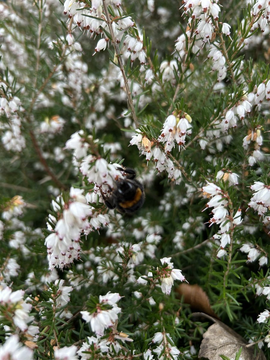 MiraSamczyk 🌸🌞🚜 tweet media