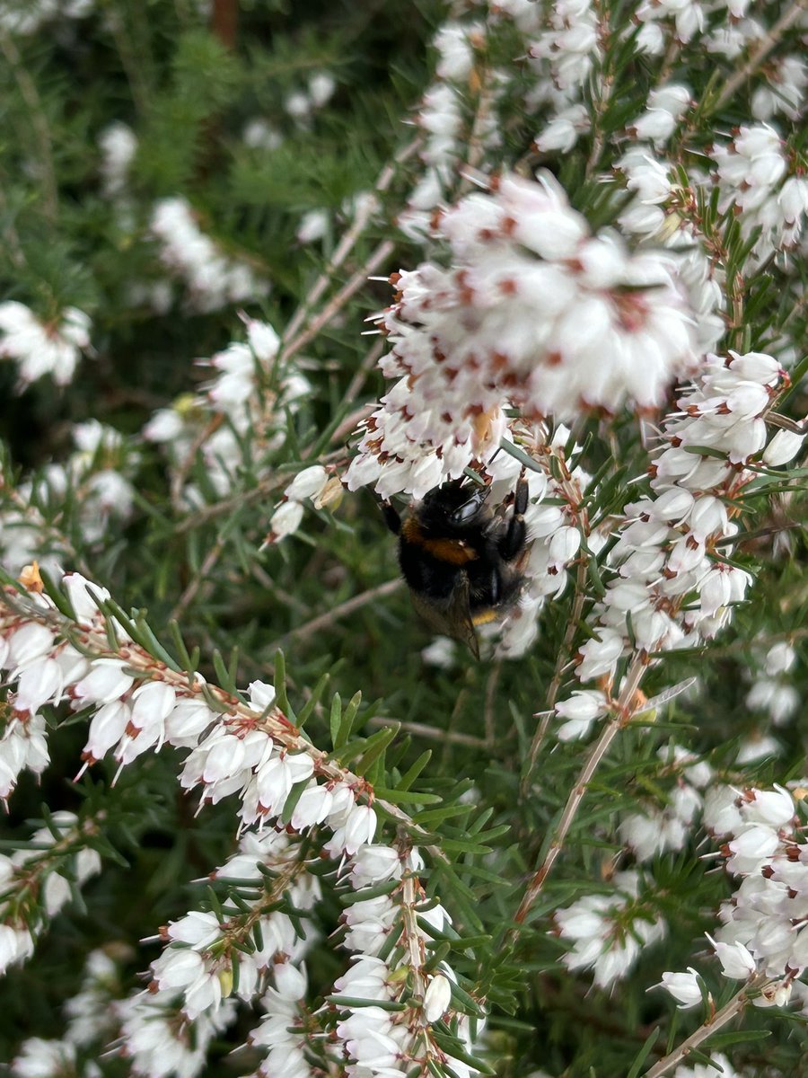 MiraSamczyk 🌸🌞🚜 tweet media