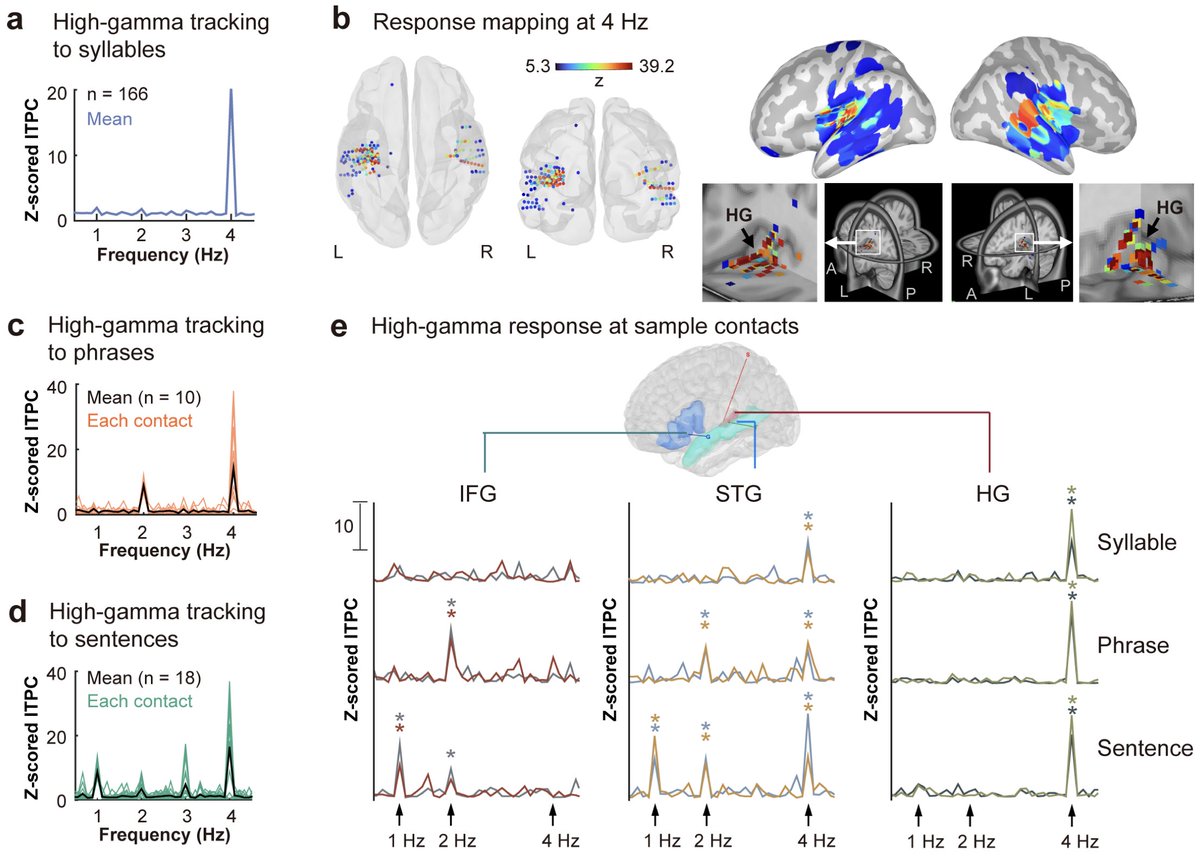 Imaging Neuroscience tweet media