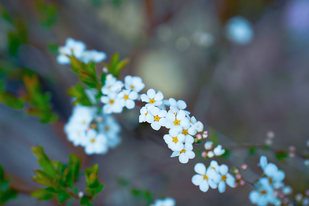 ぐのちー tweet media