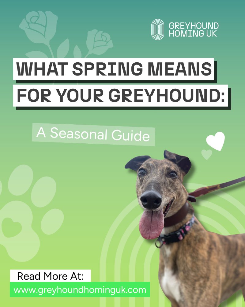 GreyhoundHoming's tweet image. Spring is on its way! 🌸 
 
Our latest guide covers everything UK greyhound owners need to know to keep their hounds safe, healthy, and happy this season 🩷 

Read the full blog here: lnkd.in/egT_5unz

#GreyhoundLife #SpringWalks #ResponsibleDogOwner