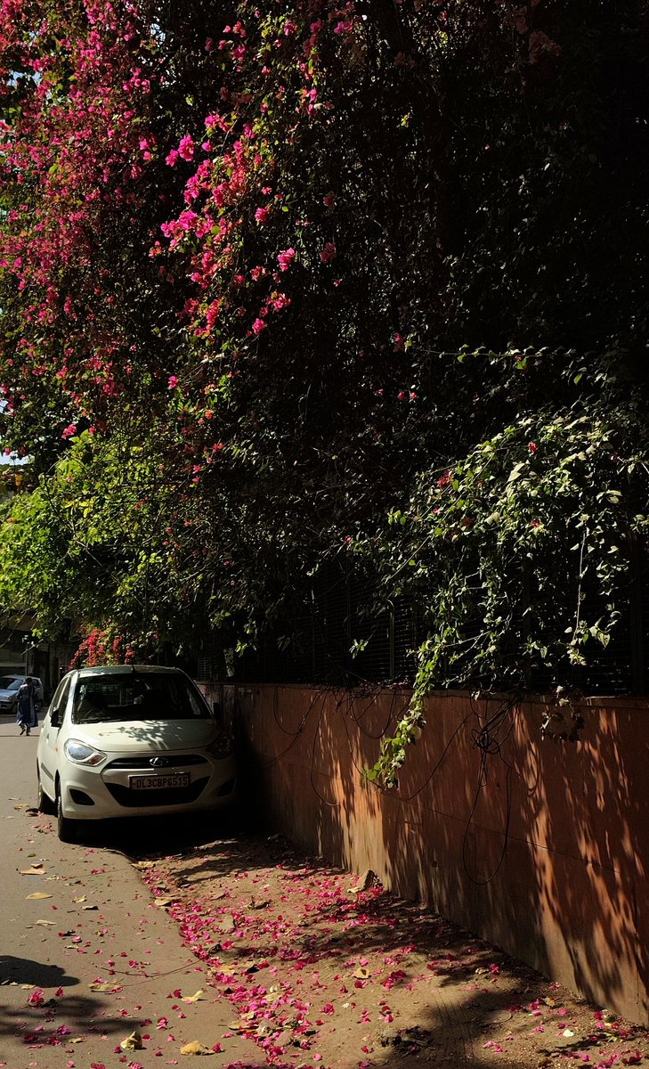 delhi under bougainvillea 💌
