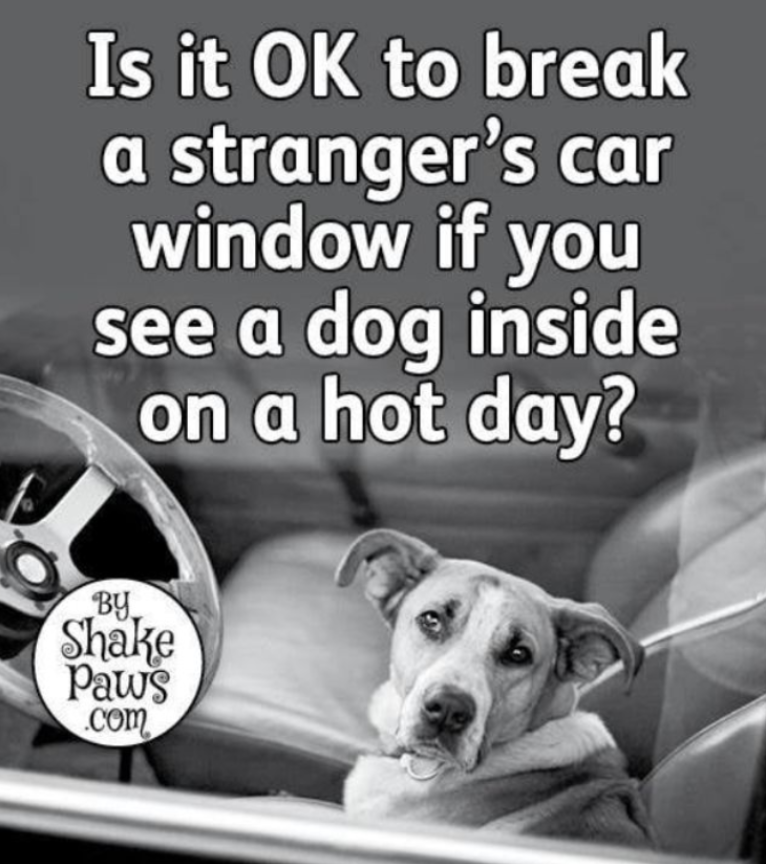 Best in Dogs tweet media