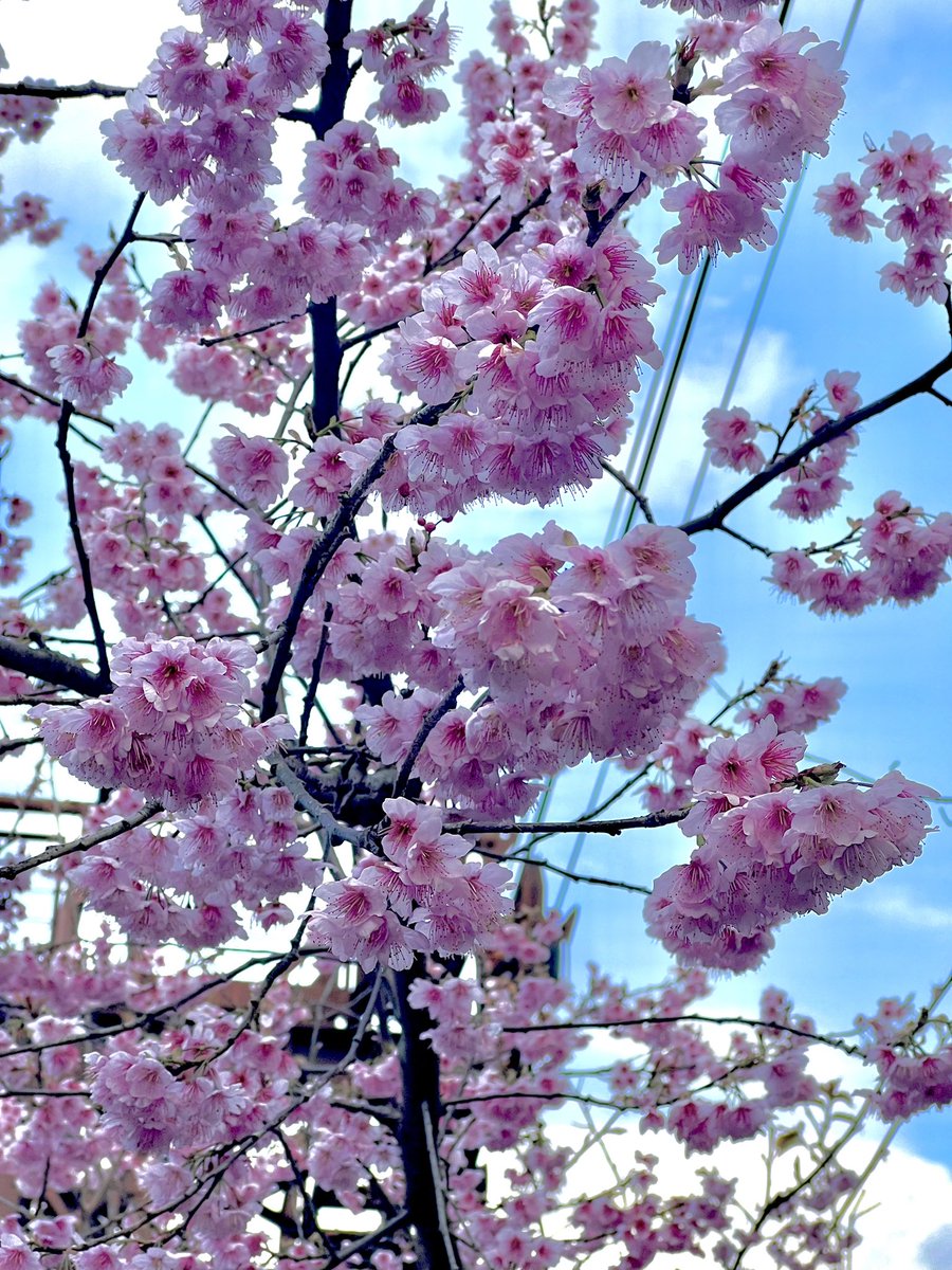 Cafe Littlepine ライダーズカフェ tweet media