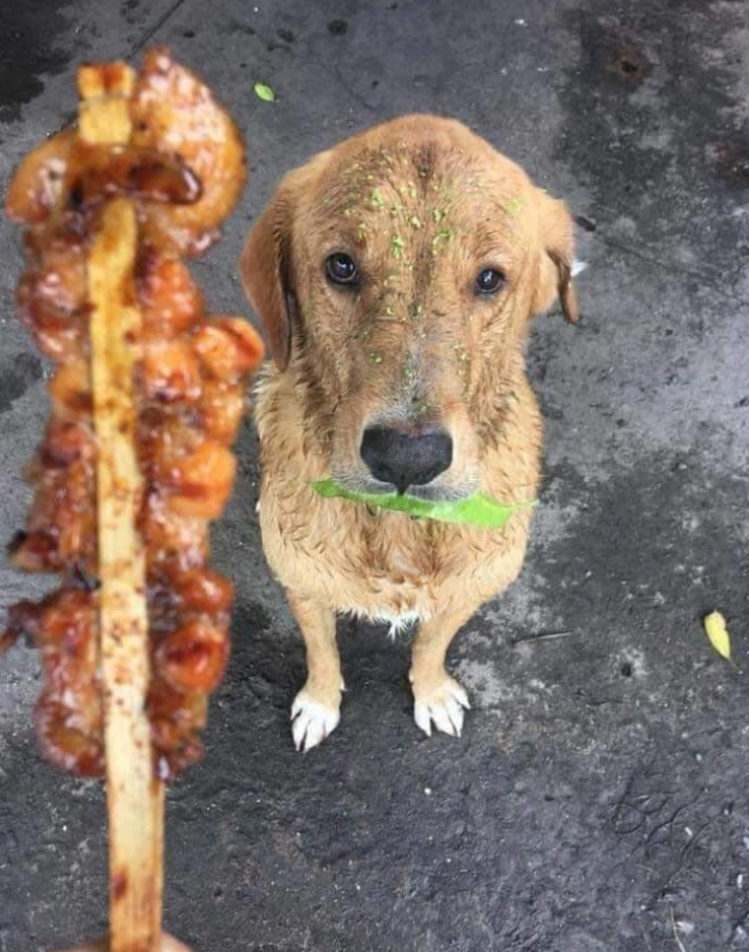 Tweets of Dogs tweet media