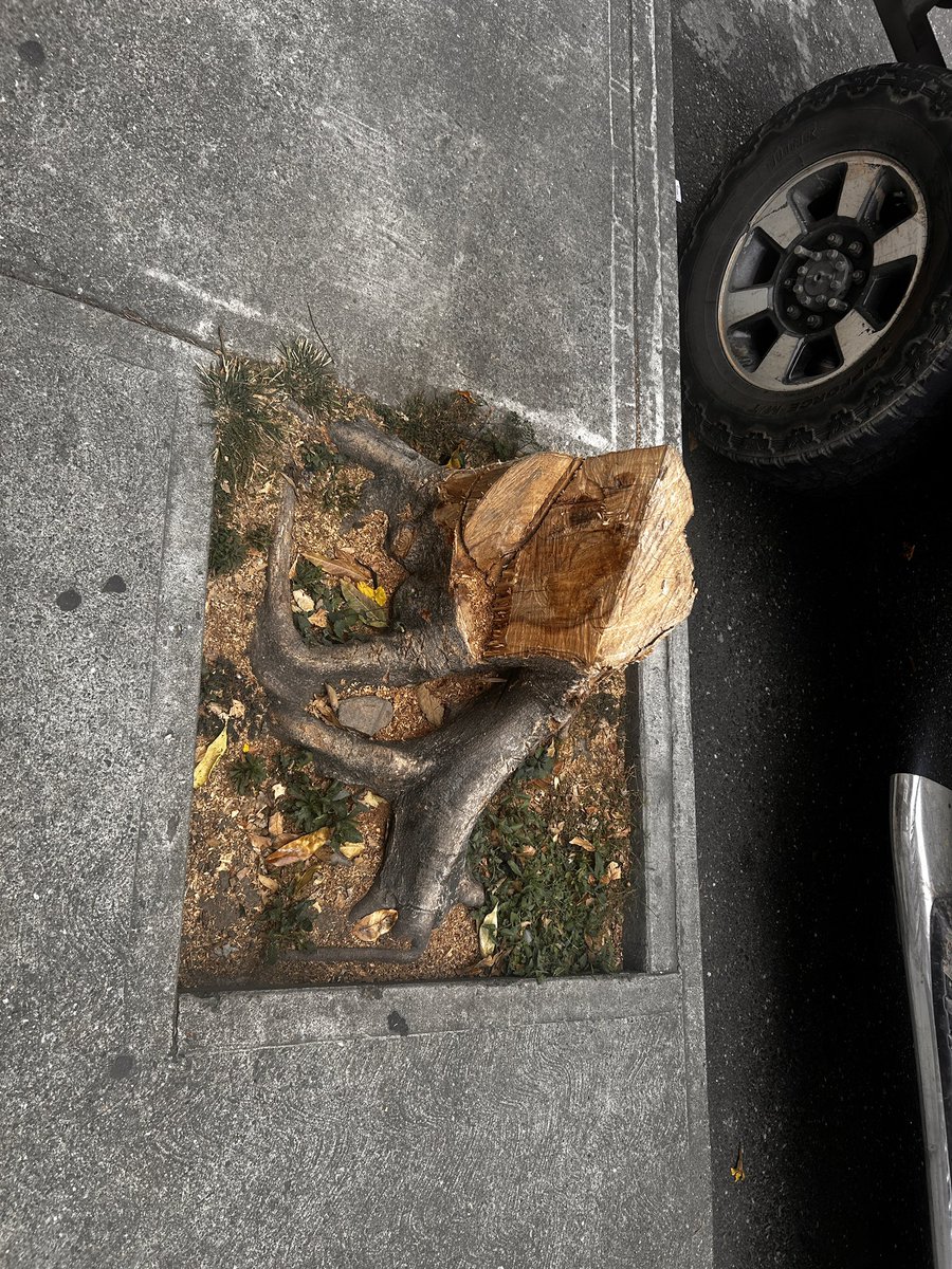 Tristemente ya esto es parte de la cotidianidad, caminar por una acera cualquiera en esta ciudad y  conseguirse con árboles talados injustificadamente, solo porque las hojas, porque la acera , porque me da la gana etc y las autoridades las primeras en apoyar la desertificación