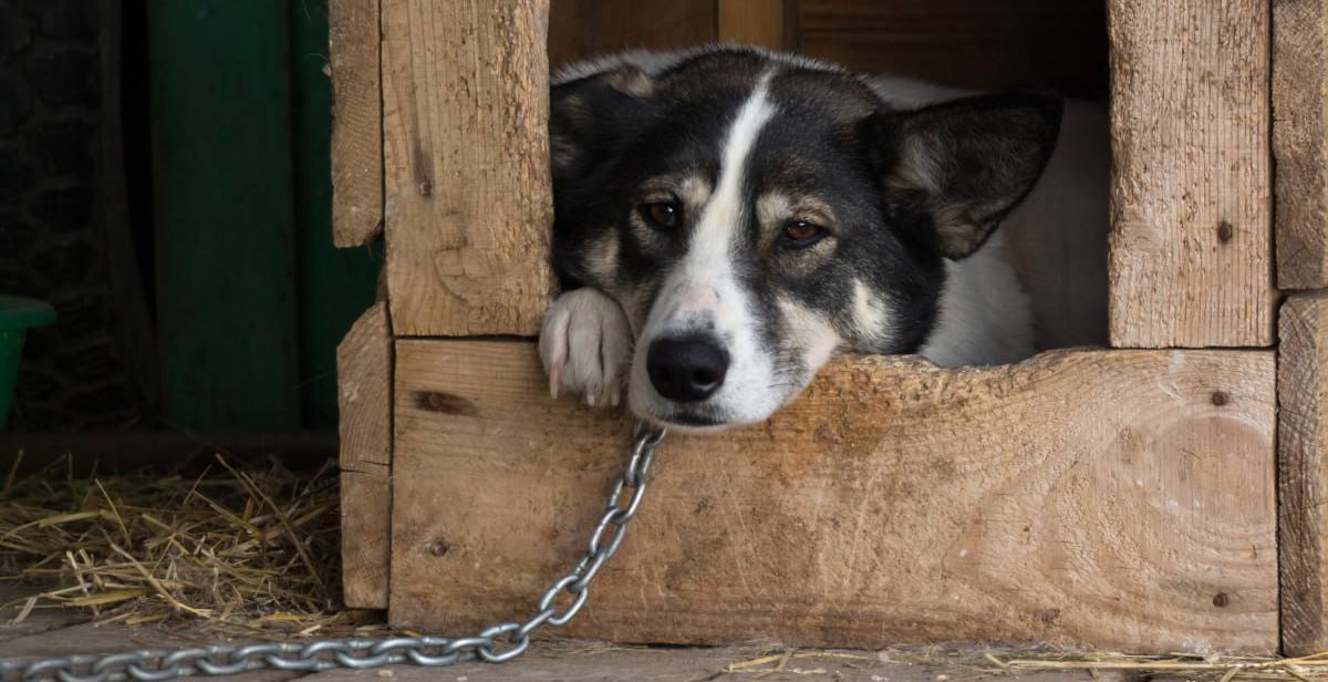 breakingUAnews's tweet photo. 🐶 В Україні заборонили тримати собак на ланцюгу: 1 березня набрали чинності нові правила утримання домашніх тварин.

- Заборонено постійно тримати собак на прив’язі без можливості вигулу та вільного руху.
- За порушення норм благополуччя передбачена адміністративка. Сума залежатиме від того, в якому стані перебуває тварина.
- Заборона каліцтв: купірування вух чи хвостів «для краси» відтепер поза законом. Такі операції дозволені виключно за медичними показаннями ветеринара.