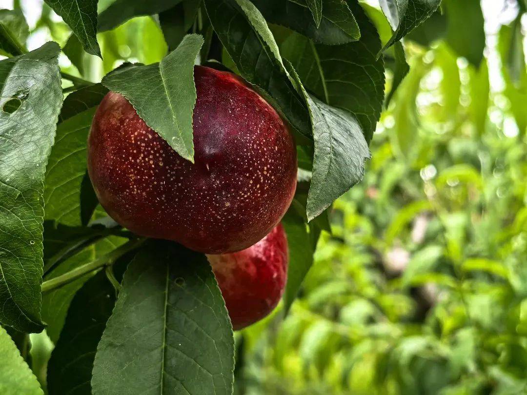 brayan arturo lopez tweet media