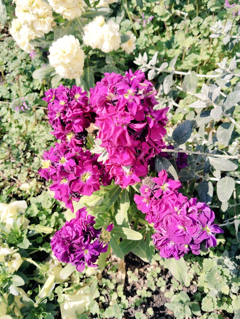 嬉しい嬉しい主日の前夜です🌛
心を込めて生きること、諦めないで続けること。神様の精神、キリストの精神を生活の中でもがきながらも実践してみた一週間でした。うまくできなかったこともありましたが、神様は喜んでご覧になってくださっているのだということを感じました。

#つくば始音教会