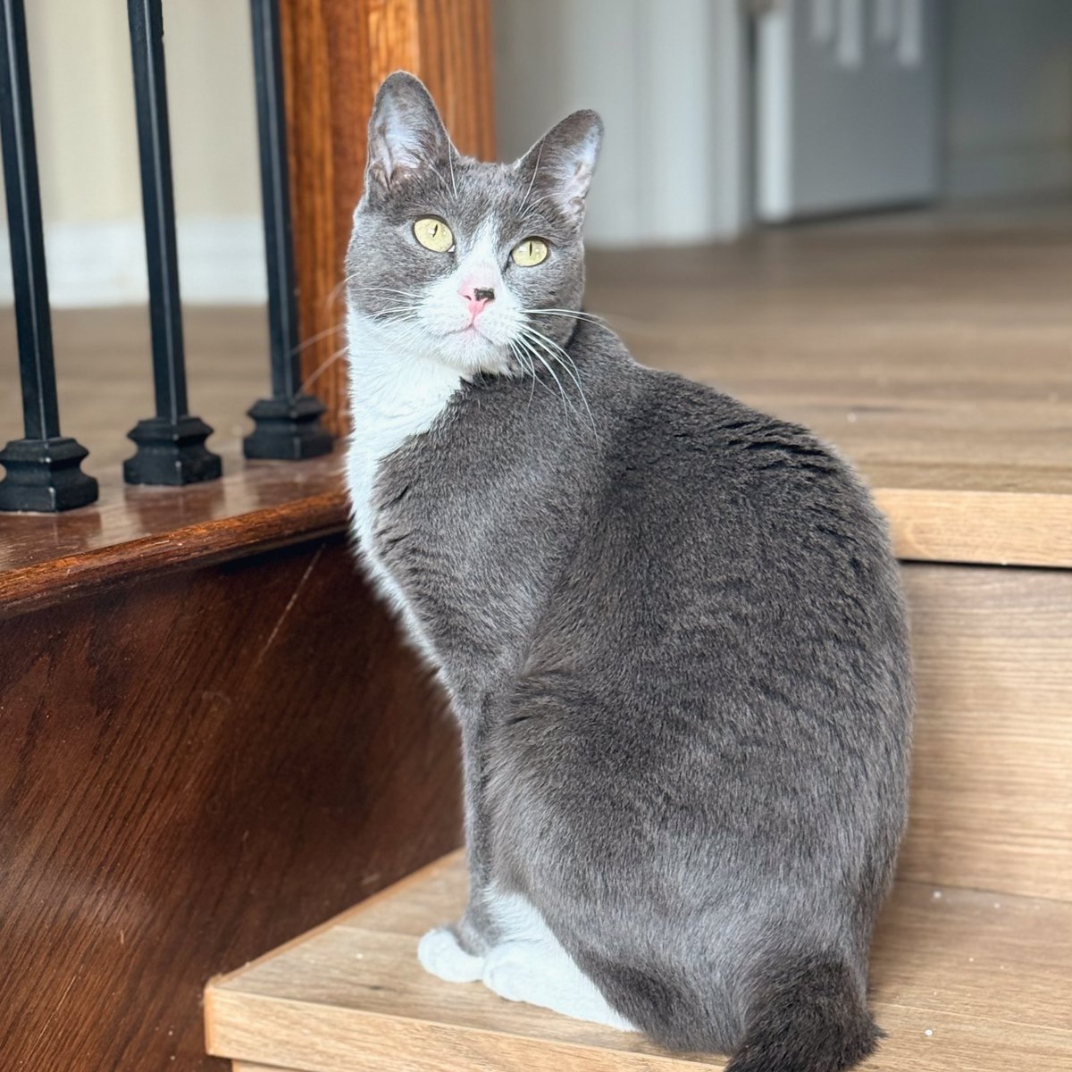 hi I’m Hank tweet media