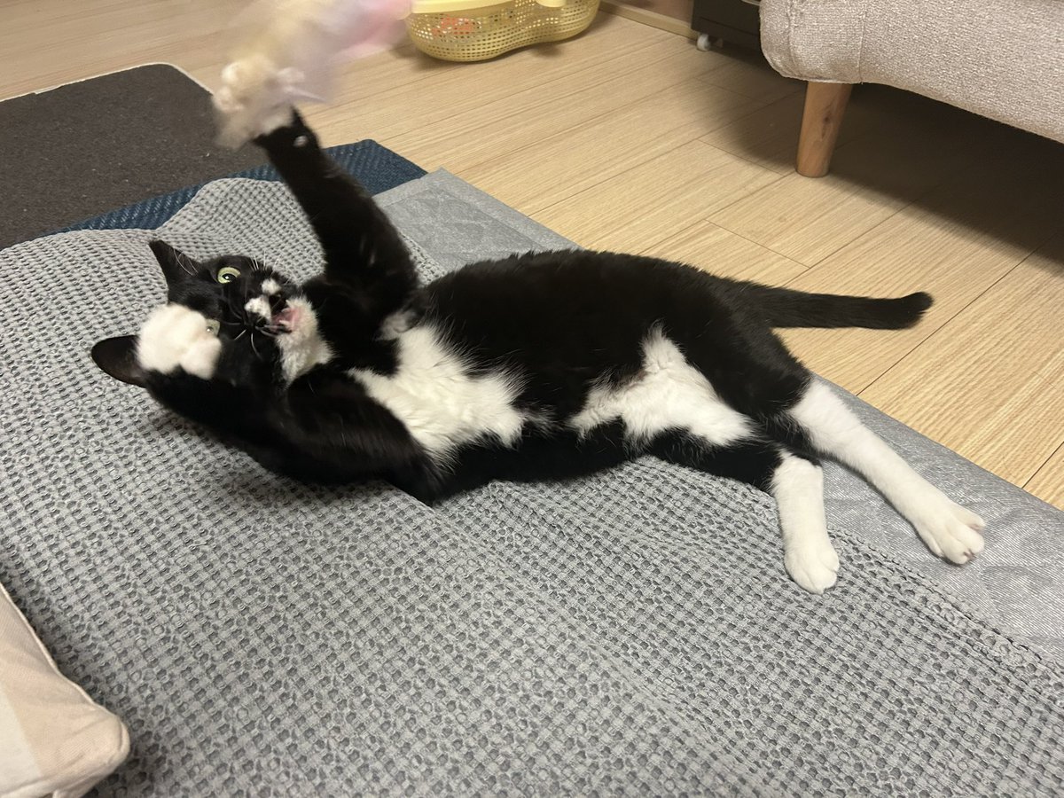 JGISCUTE's tweet photo. 잘 놉니다 ㅎㅎ https://t.co/HpxErsRkdL