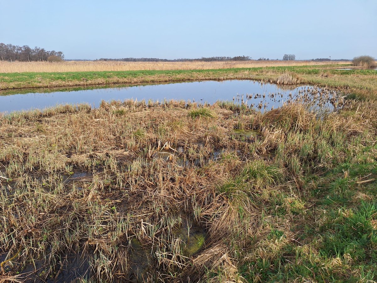 Triest…
Gisteren met de <a href="/SGPDeBilt/">SGP De Bilt</a> gesproken met boeren in Westbroek die het zwaarst getroffen worden door de plannen van provincie Utrecht. Voor hen is niet of nauwelijks toekomst door nieuw kunstmatig aangelegde natuur die alleen kan bestaan door jaarlijks menselijk ingrijpen.