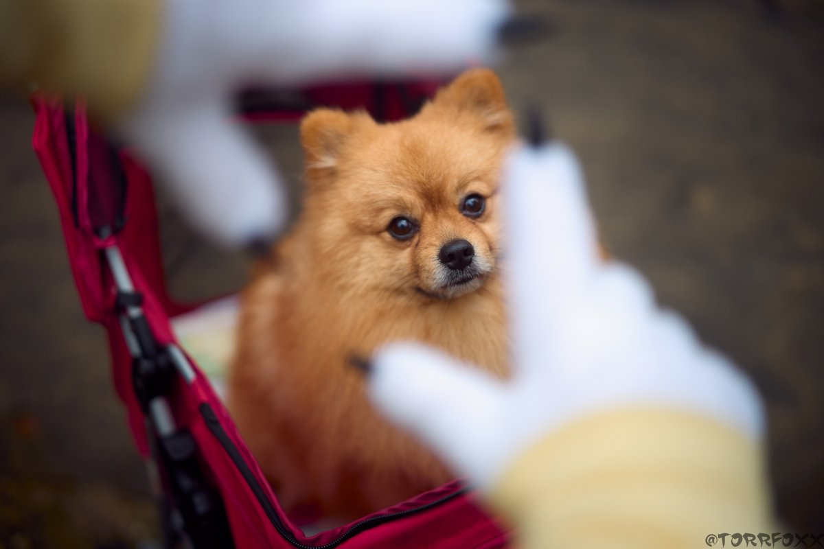 Selly GO Your Heart tweet media