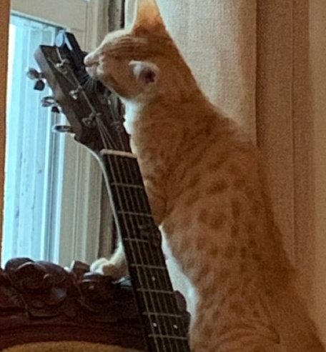 jack wolfe as cats tweet media