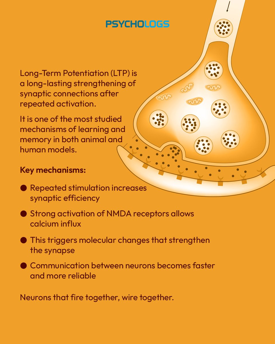 PsychologsIndia's tweet photo. Long-Term Potentiation (LTP) is the brain’s learning mechanism; when neurons repeatedly activate together, their connections strengthen. 

#LongTermPotentiation #Neuroscience #BrainPlasticity #LearningAndMemory #PsychologyFacts #BrainScience https://t.co/2FrJpnAIzT